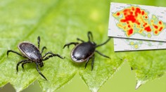 Kde jsou klíšťata nejaktivnější? MAPA, jaké nemoci přenášejí u vás