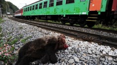 FOTO: Vlak na Slovensku zabil dva medvědy