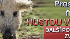 Prasata mají hustou vlnu. DALŠÍ PODIVNÁ ZVÍŘATA