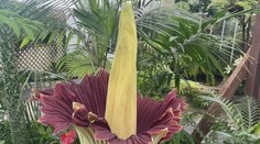 Botanická zahrada v San Francisku praská ve švech. Vykvetl tam zmijovec titánský