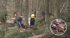 Stop další kůrovcové kalamitě. Ministerstvo rozšiřuje červené zóny