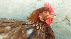 Nechtěla ho žádná žena, znásilnil slepici. Ta vyčerpáním zemřela