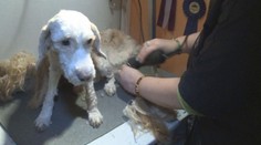 Dojemný příběh: Zpustlá fenka Nelly poprvé v životě pocítila pohlazení