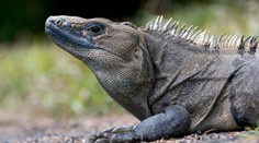 Invaze ještěrů! Úřady na Floridě vyzývají obyvatele k zabíjení nového druhu