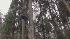 Zloději jmelí se nezastaví před ničím, dokonce napadli hajného