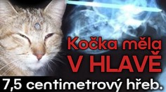 Kočka měla v hlavě 7,5centimetrový hřeb. Ale je v pořádku