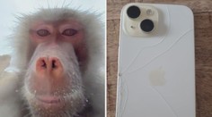 VIDEO: Opice ukradla telefon návštěvnici zoo. Pak natočila záběry přímo z výběhu