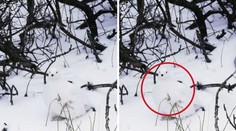 NEUVĚŘITELNÁ GALERIE: Najdete na obrázcích schovaná zvířata?