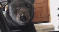 Ženu zřejmě zabil medvěd. Úřad nechal zastřelit medvědici s mláďaty