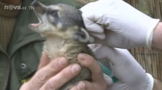Čipování nosálů v brněnské Zoo! VIDEO