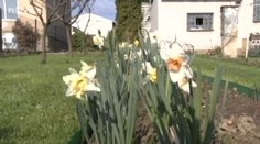 Na zahradě mají království narcisů