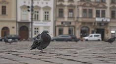 Postavili holubník a chtěli jim brát vejce. Na úředníky ale holubi v Plzni kálí