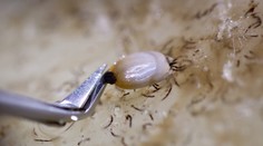 KLÍŠŤATA budou letos útočit ve velkém, varují odborníci!