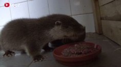 VIDEO: Vyberte jméno pro osiřelou vydru. Ztratila se při povodních