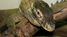 ZÁZRAK V PRAŽSKÉ ZOO! Varanice bude mít mláďata bez samce! DALŠÍ HŘÍČKY PŘÍRODY