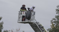 Vosy a včely stále útočí. Záchranáři vyjíždějí k pacientům třikrát více než loni
