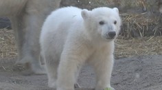 Německá zoo pojmenovala mládě ledního medvěda. Vybírala z 30 000 návrhů
