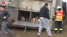 VIDEO: U Jihlavy pobíhala prasata po poli. Převrátil se kamion