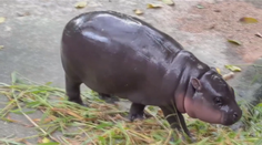 Hrošík láme rekordy v popularitě, thajské zoo se zdvojnásobila návštěvnost