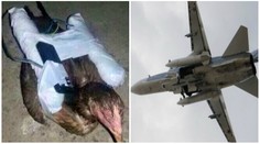 Další šílený nápad ISIS: Ozbrojené ptáky chtějí posílat proti letadlům