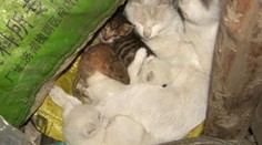 Kočka adoptovala krysu