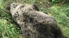 Tragický víkend pro slovenské medvědy. Dvě zvířata zůstala bez matky