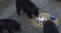 Medvíďata v zoo slavila první narozeniny! Dostala dort a míč