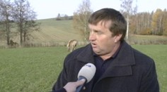 Zdivočelá zvěř na Semilsku drancuje krajinu!