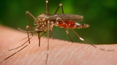 Češka vyrazila na tropickou dovolenou. Po návratu domů ji zabila malárie