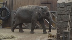 Samec slona z ostravské zoo už se zabydluje ve Francii. Přeprava trvala půl roku