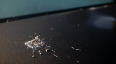 Dejte si dobrý pozor na agresivní ptačí trus! S lakem auta dělá strašné věci