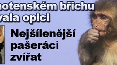 V těhotenském břichu skrývala opici. Nejšílenější pašeráci zvířat