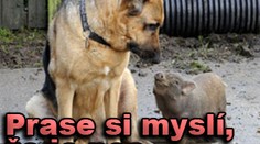 Prase si myslí, že je pes