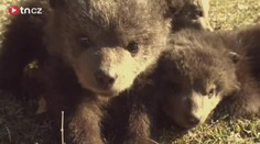 Video: Záchrana vězněných medvíďat