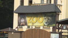 Přijde ústecká zoo o ředitele i vzácná zvířata? Kontroly ukázaly nedostatky