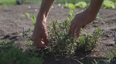 Zahrádky jsou v Česku stále populárnější: V Přerově vznikla nová kolonie