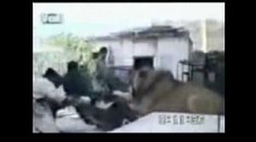 Husté video: zvířata útočí na lidi