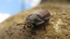 Čeští vědci jásají. Na Šumavě objevili živočicha přezdívaného velký piškot