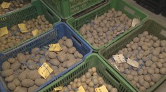 U Havlíčkova Brodu leží království brambor. Mají dokonce i fialové