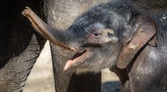 Podpořte zvířátka z pražské zoo a kupte si Vstupenku na lepší časy!