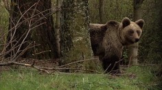 Medvědice Inge si příliš zvykla na lidi, museli ji zastřelit
