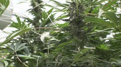 Legalizace konopí může přinést miliardy do rozpočtu. Lidovci jsou proti