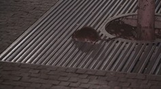 Na nádraží v Pardubicích vládnou potkani. Vyhánět je musí ochranka