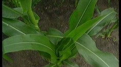 Zemědělce už "nebaví" geneticky upravená kukuřice
