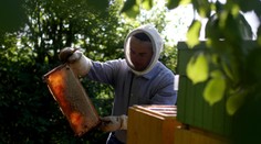 Česku hrozí nedostatek medu, včelaři si stěžují na krádeže včel!