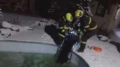 Netradiční záchrana na Boží Hod. Hasiči vytáhli z bazénu čtyřnohého chlupáče