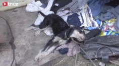 Bezdomovec v Děčíně utýral psa, druhého těsně zachránili