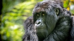 Nepochopitelný čin v zoo. Jeden z návštěvníků napadl gorilu, házel po ní věci