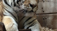 KRVAVÁ SMRT V ZOO: Tygr rozsápal Martinovi (56) hrdlo!
