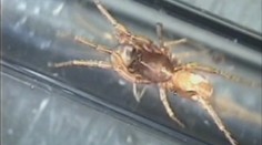 Nový druh sadistického pavouka objevil český vědec